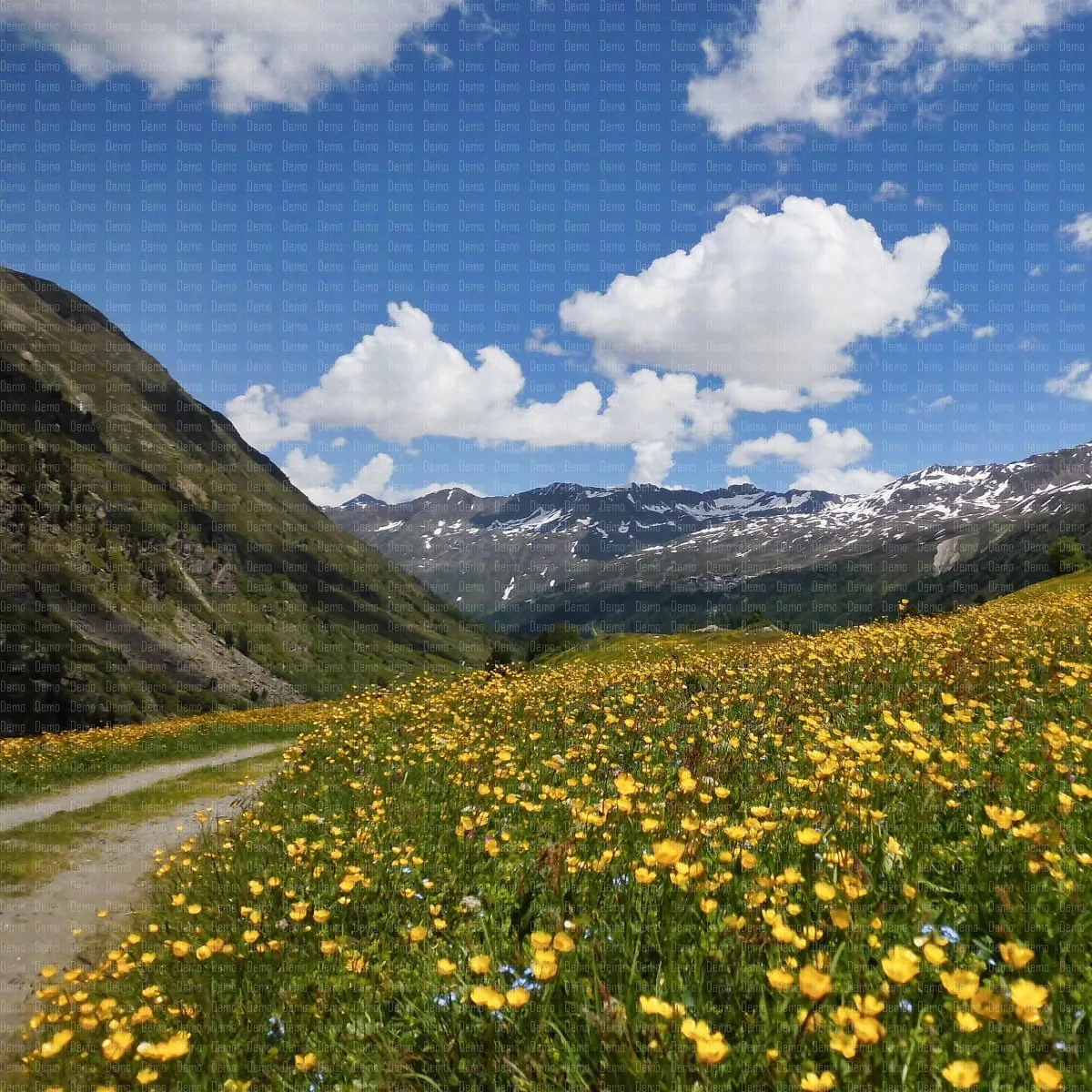 spring-in-the-otztal-flowering-meadows-near-obergu-2023-11-27-04-54-13-utc